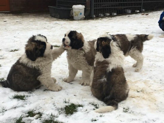 Moskiewski stróżujący